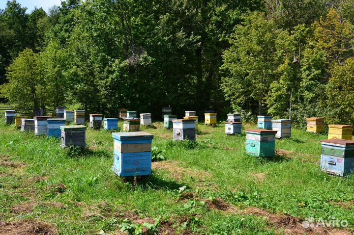 Мед, мёд свежий