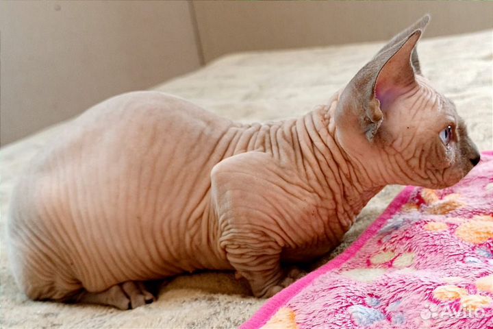 Канадский сфинкс бамбино девочка