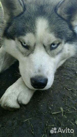 Хаски вязка