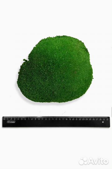 Кочка Императорская мох