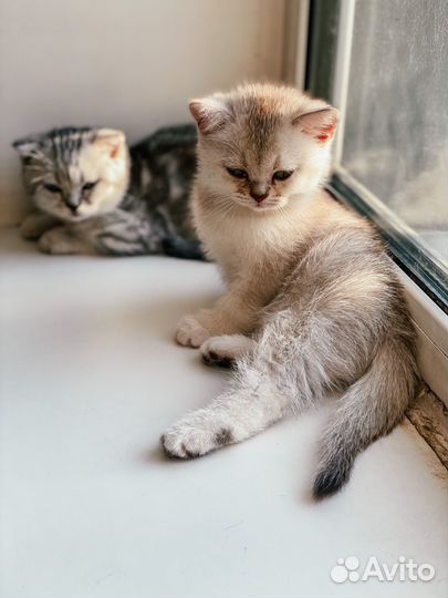Шотландские котята