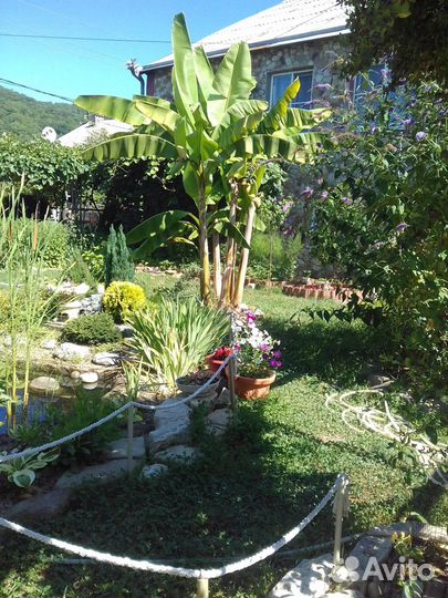 Банановая пальма