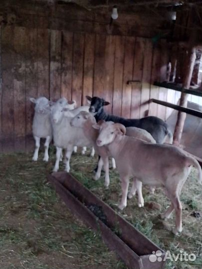 Овцы бараны
