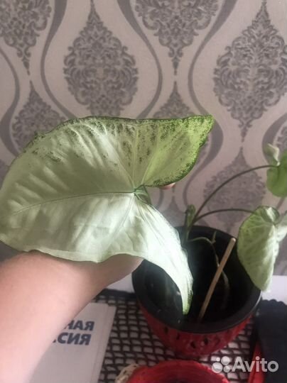 Антуриумы,Сингнониум, Бегония, фикусы