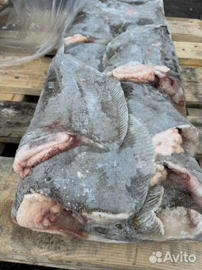 Камбала ерш свежемороженный