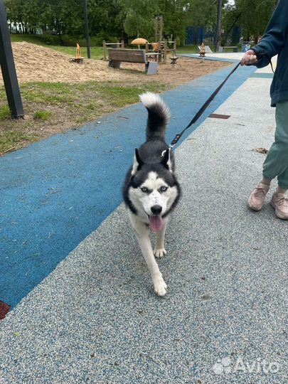 Сибирский хаски девочка