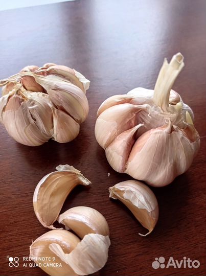 Чеснок на посадку