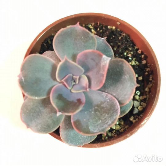 Гуерния в ассортименте