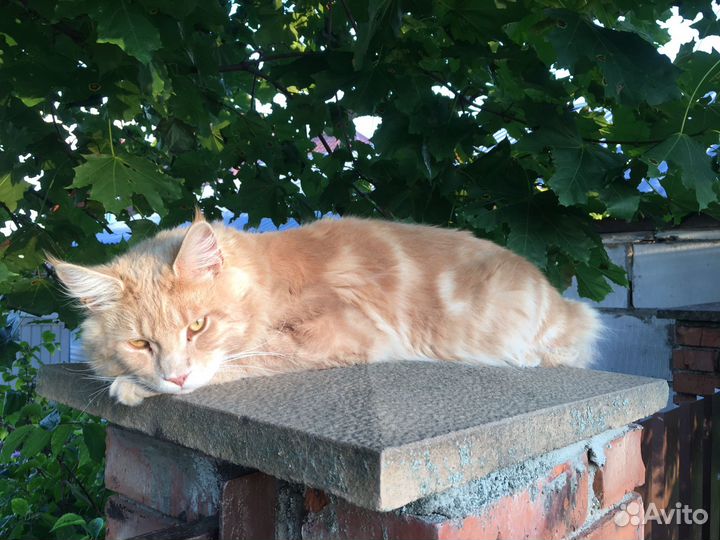 Мейн-кун вязка