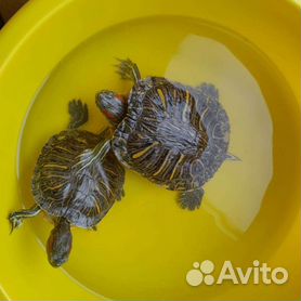 Оформление аквариума для черепахи