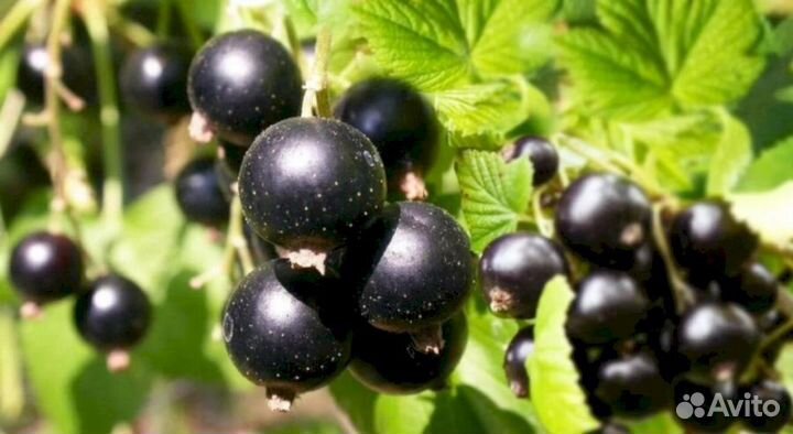 Саженцы черной смородины Экзотика
