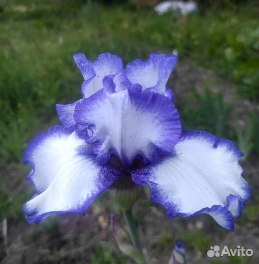 Ирис бордатый Американ Классик