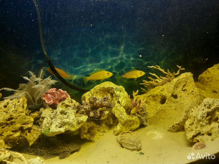 Африканские цихлиды