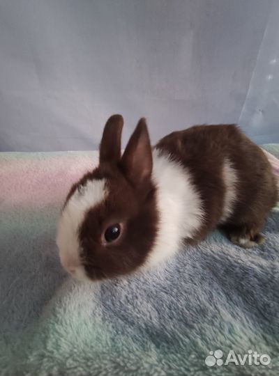 Цветные карликовые крольчата