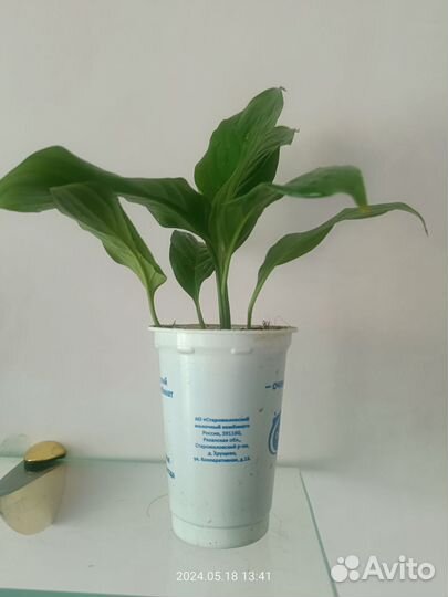 Спатифиллум