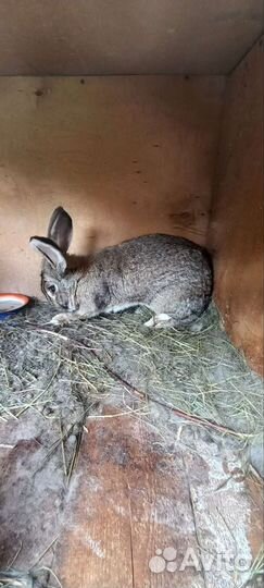 Кролики фландер