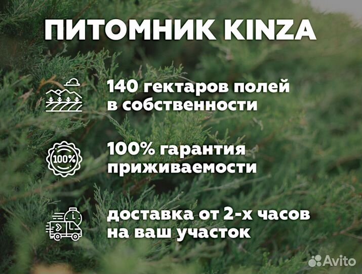 Туя колумна 180 см