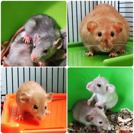 Крысы Дамбо. Крысята разного окраса. Питомник