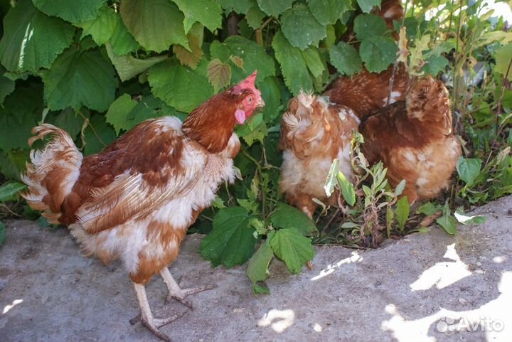 Куры несушки с доставкой