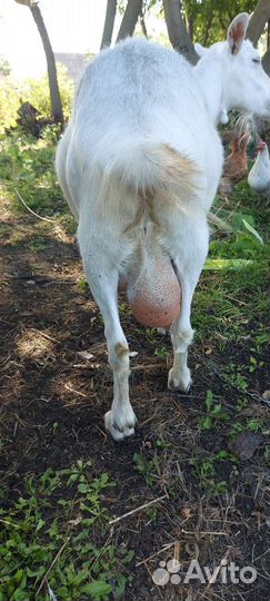 Зааненская коза