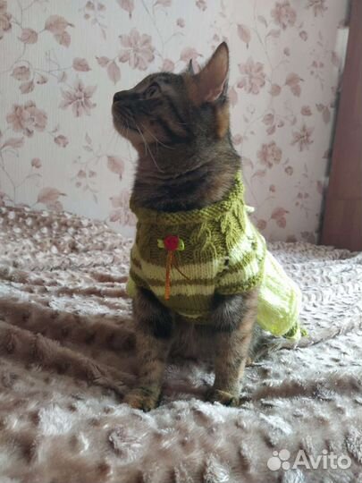 Платье для кошки. Разные