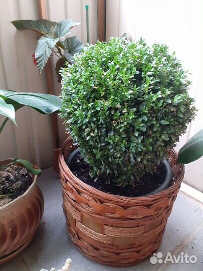 Канадская и голубая ель, Самшит, Тисс,шаровидная Т