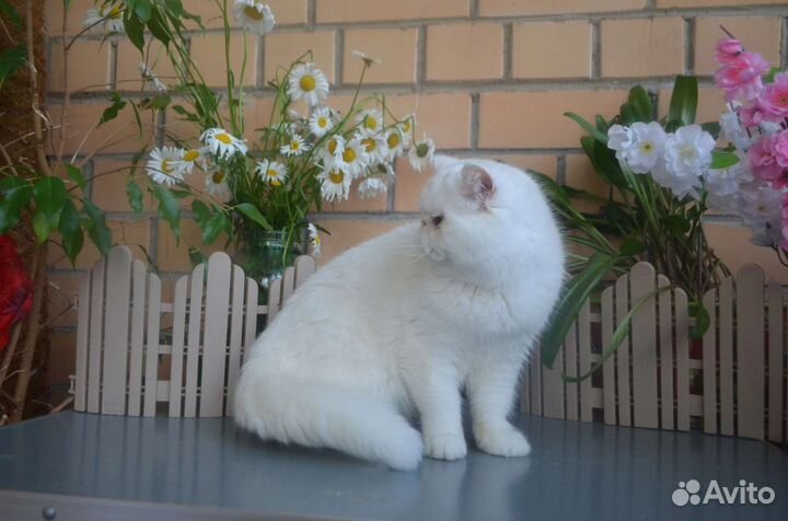 Белоснежный экзот