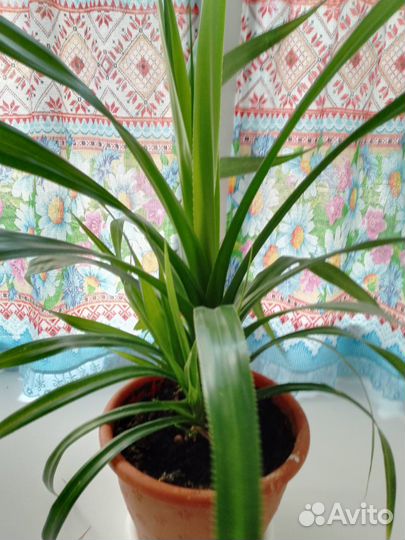 Панданус молоденький