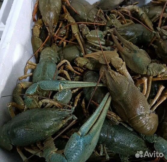 Раки живые и вареные с доставкой