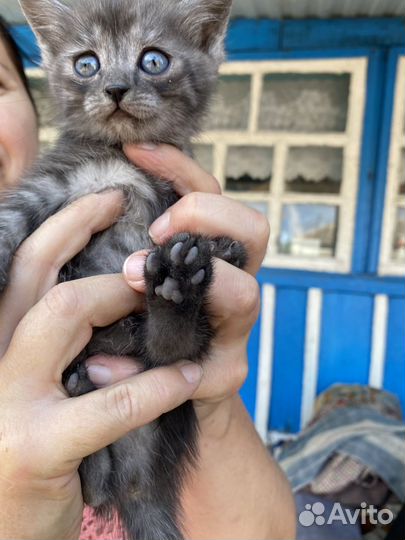 Котики бесплатно в добрые руки