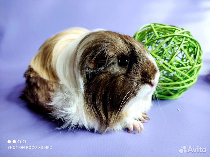 Морские свинки Разных пород(сокращение питомника)