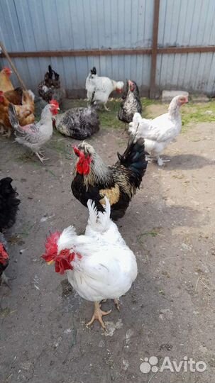 Инкубационное яйцо кур несушек