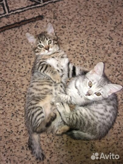 Бенгальские котята