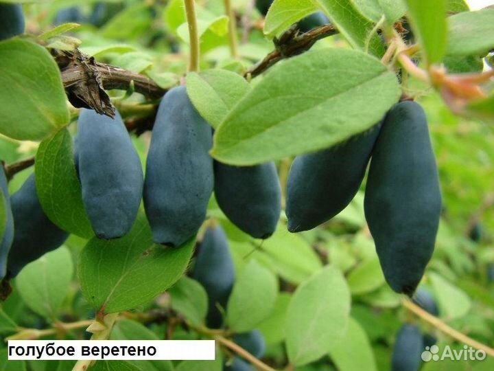 Жимолость съедобная