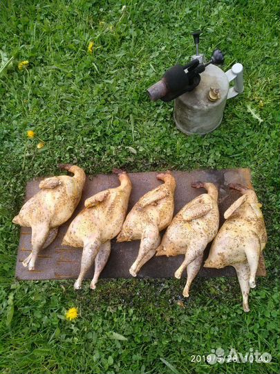 Фазан охотничий