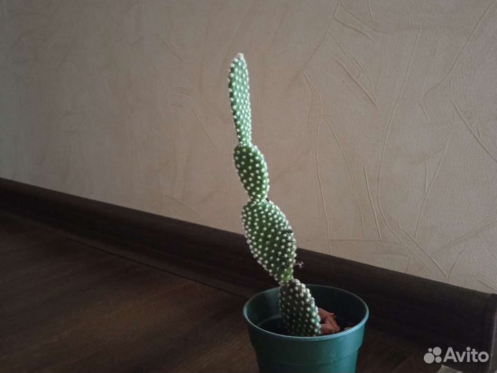 Кактус опунция