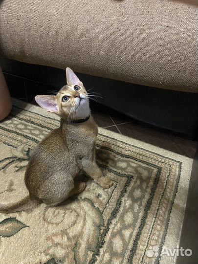 Абиссинские котята