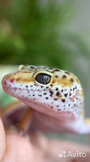 Эублефар малыши