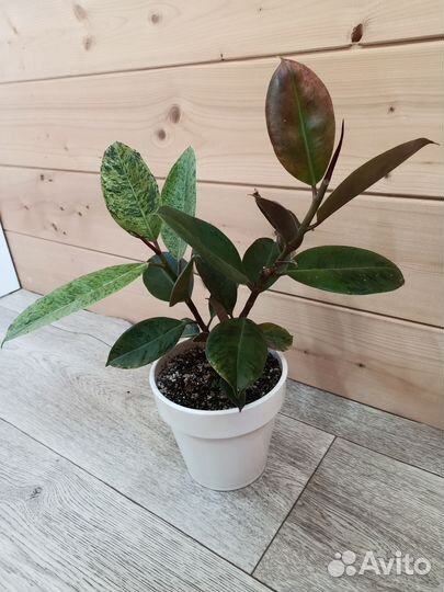 Фикус Шривериана