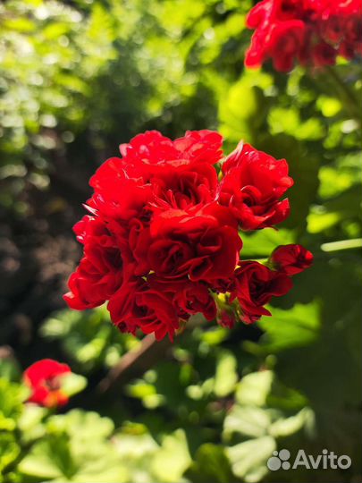 Пеларгония герань большой куст