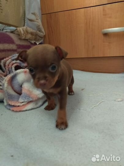 Мини той-терьер