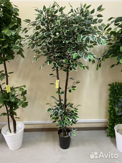 Фикус бенджамина пестролистный