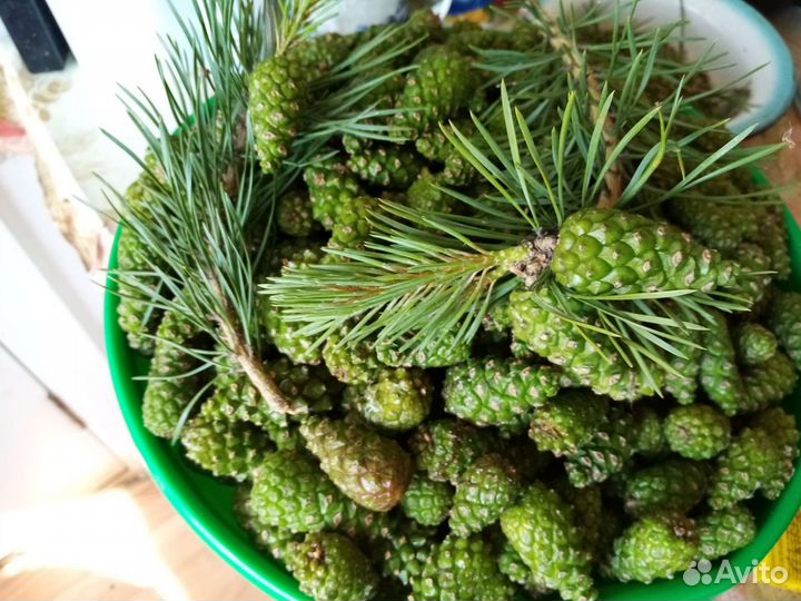 Молочная сосновая шишка, Сушёные иголки