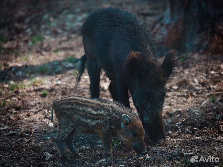 Экскурсия — Брест — Путешествие В Беловежскую Пущу
