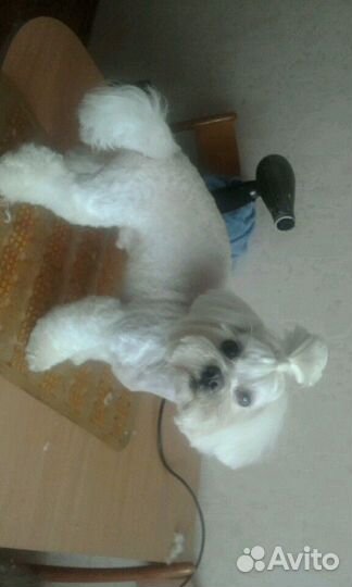 Стрижка, груминг собак на дому от мастера