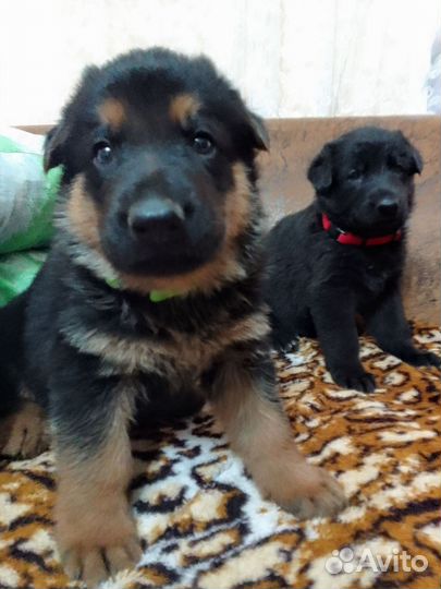 Щенки немецкой овчарки. Черные и чепрачные