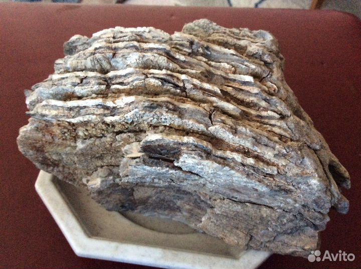 Зуб мамонта