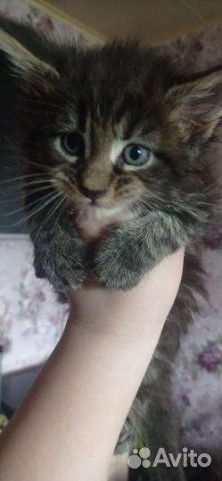 Котята мейн-кун