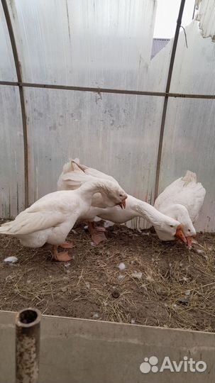 Семья гусей холмогоров обмен