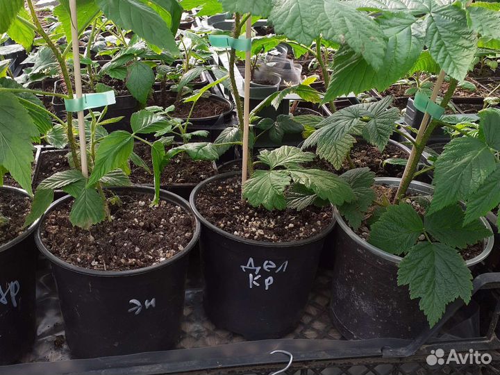 Саженцы малины и ежевики на весну